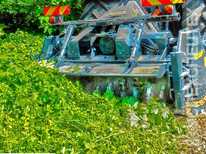  Valentini ·  Scorpion