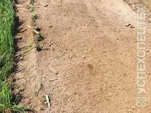 Valentini · FI IVAN